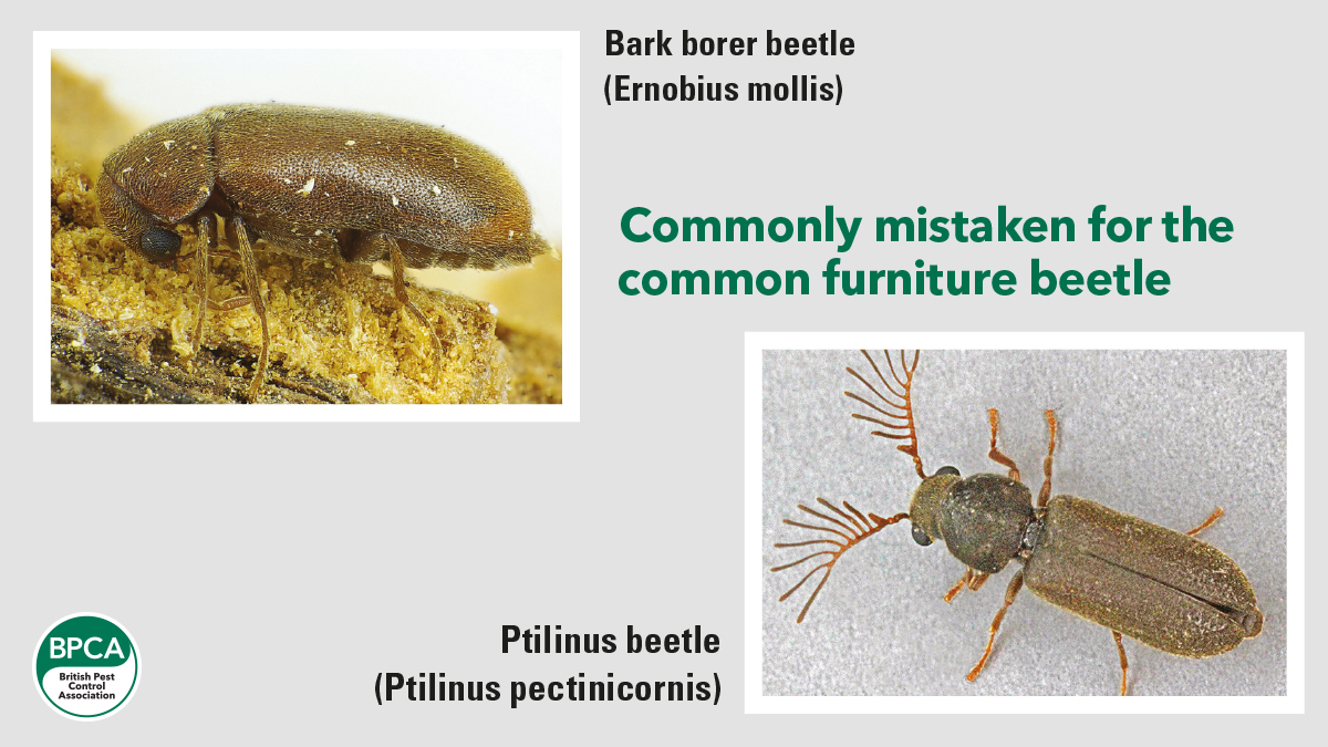 Commonly mistaken for the common furniture beetle BPCA Commonly mistaken for the common furniture beetle BPCA